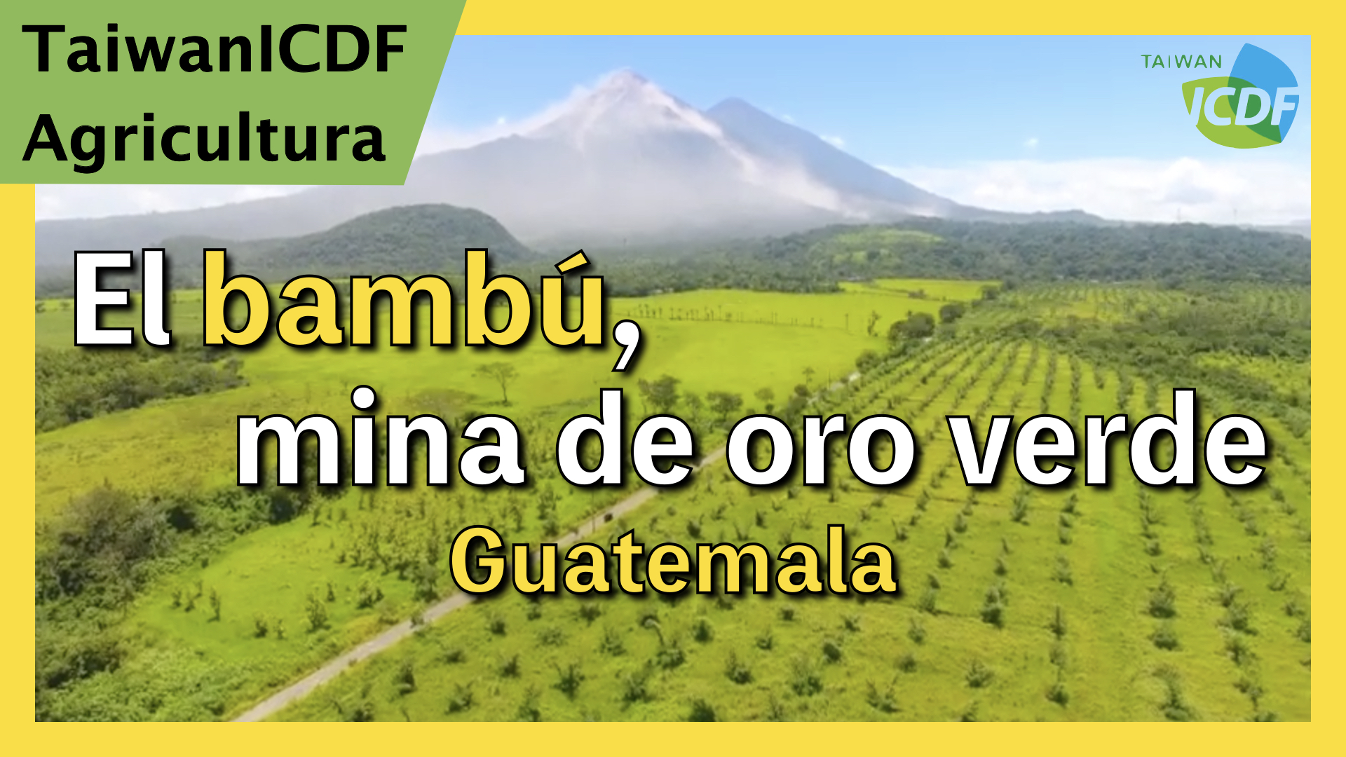 El bambú, mina de oro verde: Proyecto Industrialización del Bambú en Guatemala
