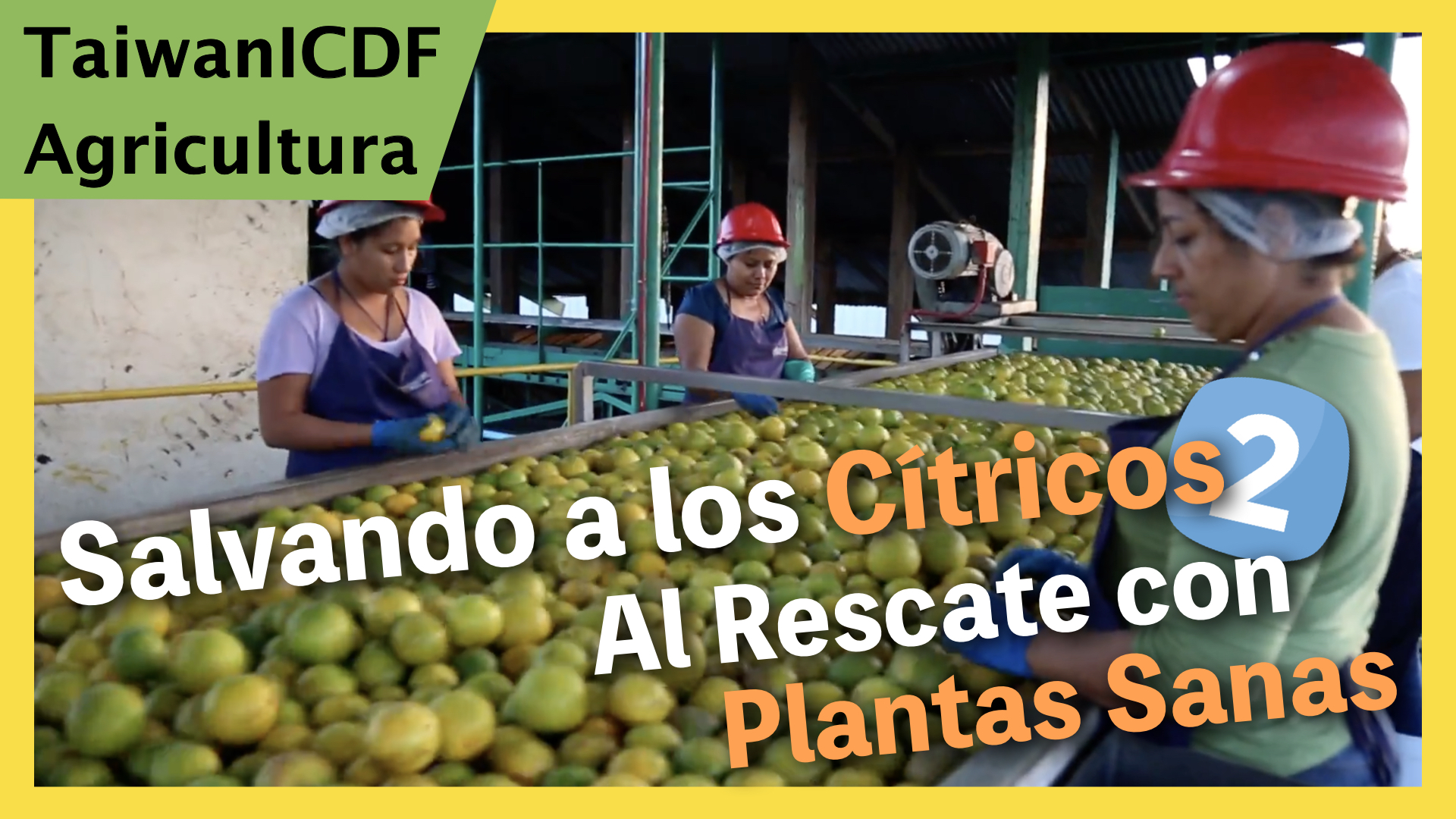Salvando a los C&iacute;tricos 2: Al Rescate con Plantas Sanas