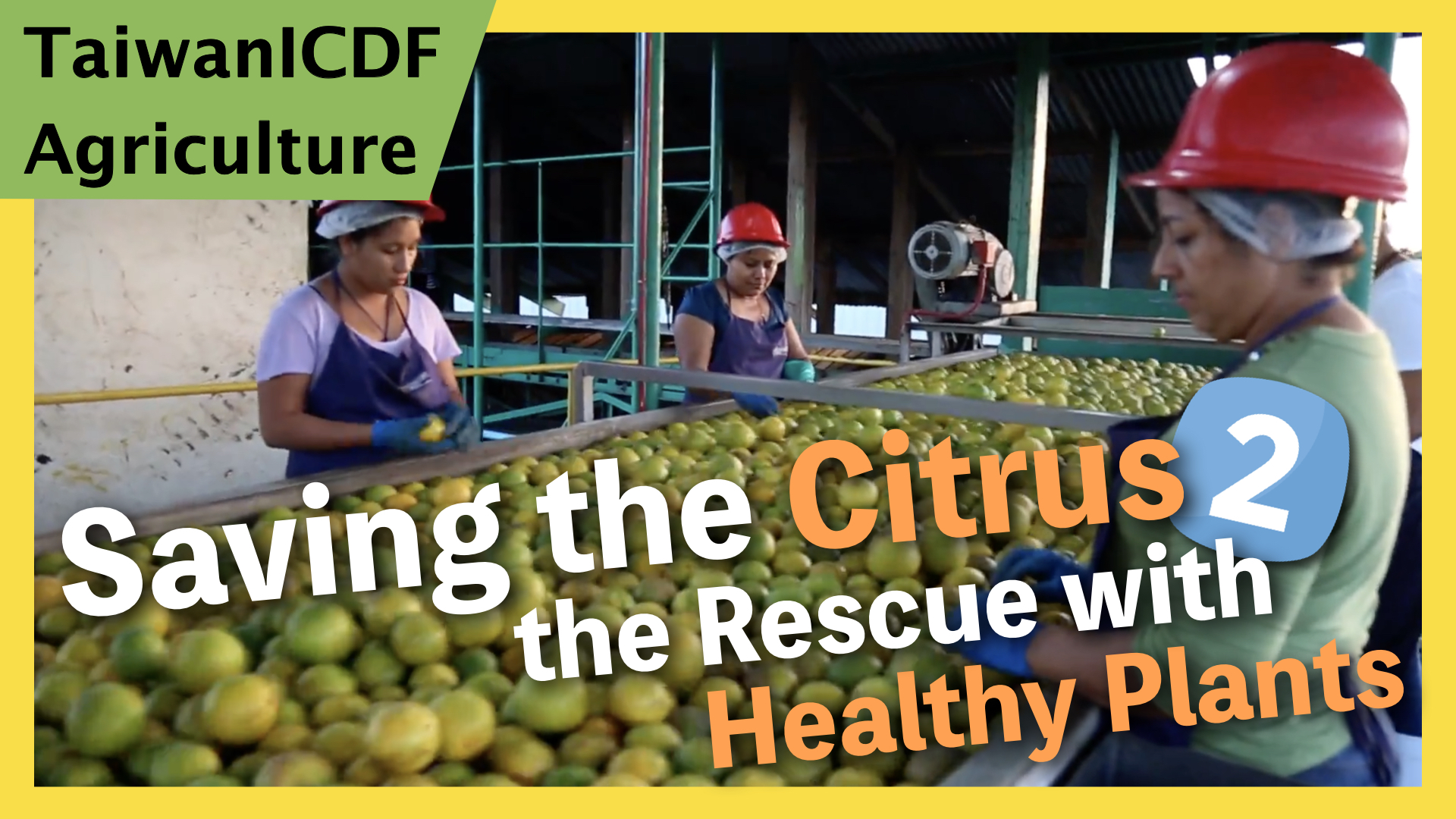 Saving the Citrus 2: To the Rescue with Healthy Plants