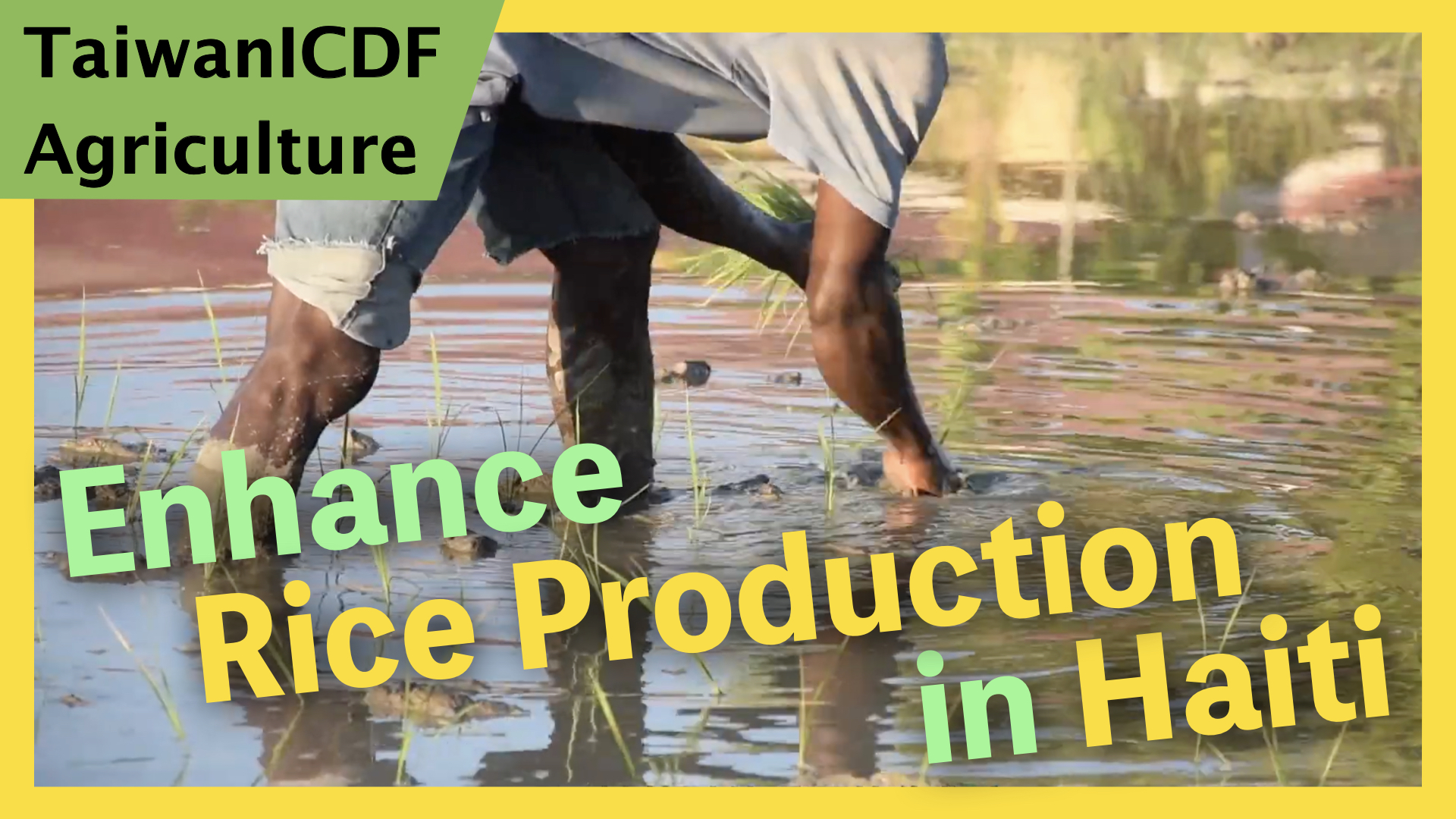 Rice Seed Production Capacity Enhancement Project in Haiti