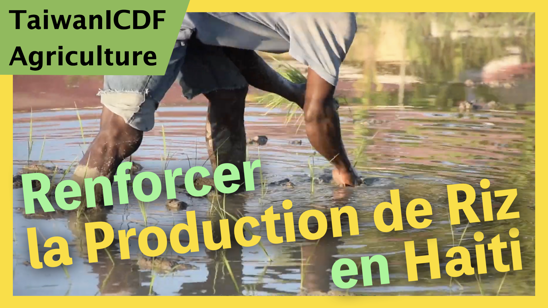 Le project de renforcement des capacite de production de semences de riz en Haiti