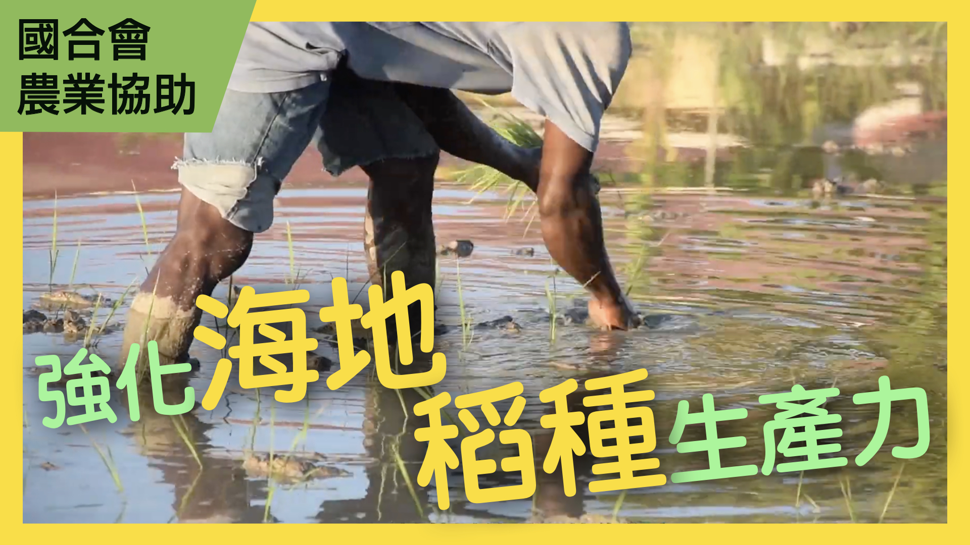 海地強化稻種生產能力計畫