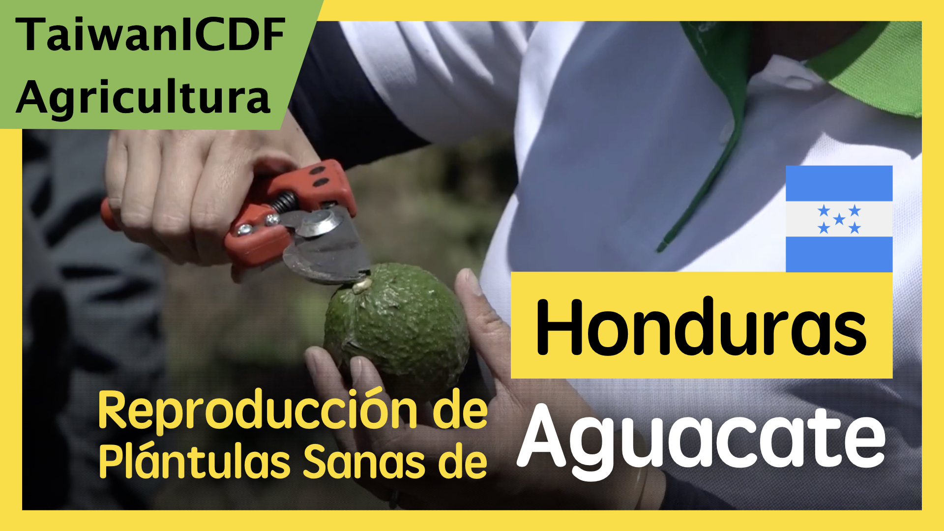 Proyecto Reproducción de Plántulas Sanas de Aguacate en Honduras