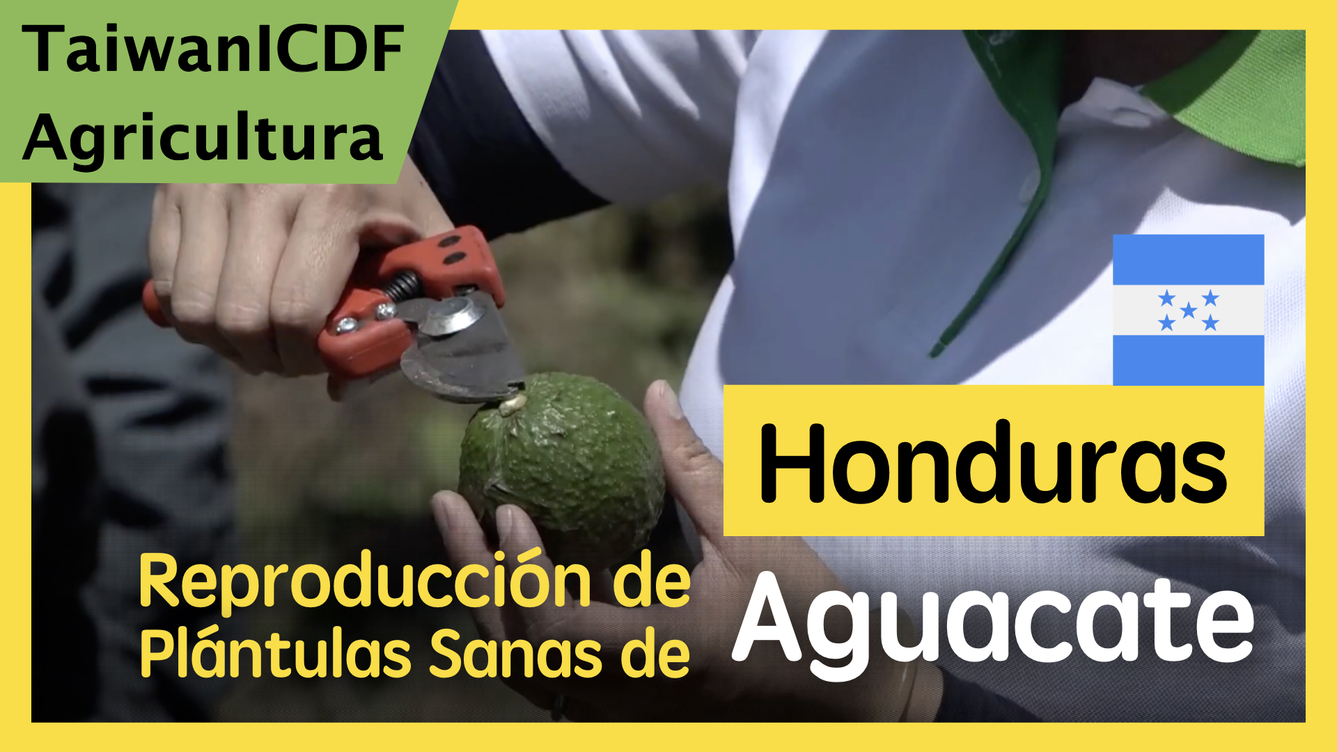 Proyecto Reproducci&oacute;n de Pl&aacute;ntulas Sanas de Aguacate en Honduras