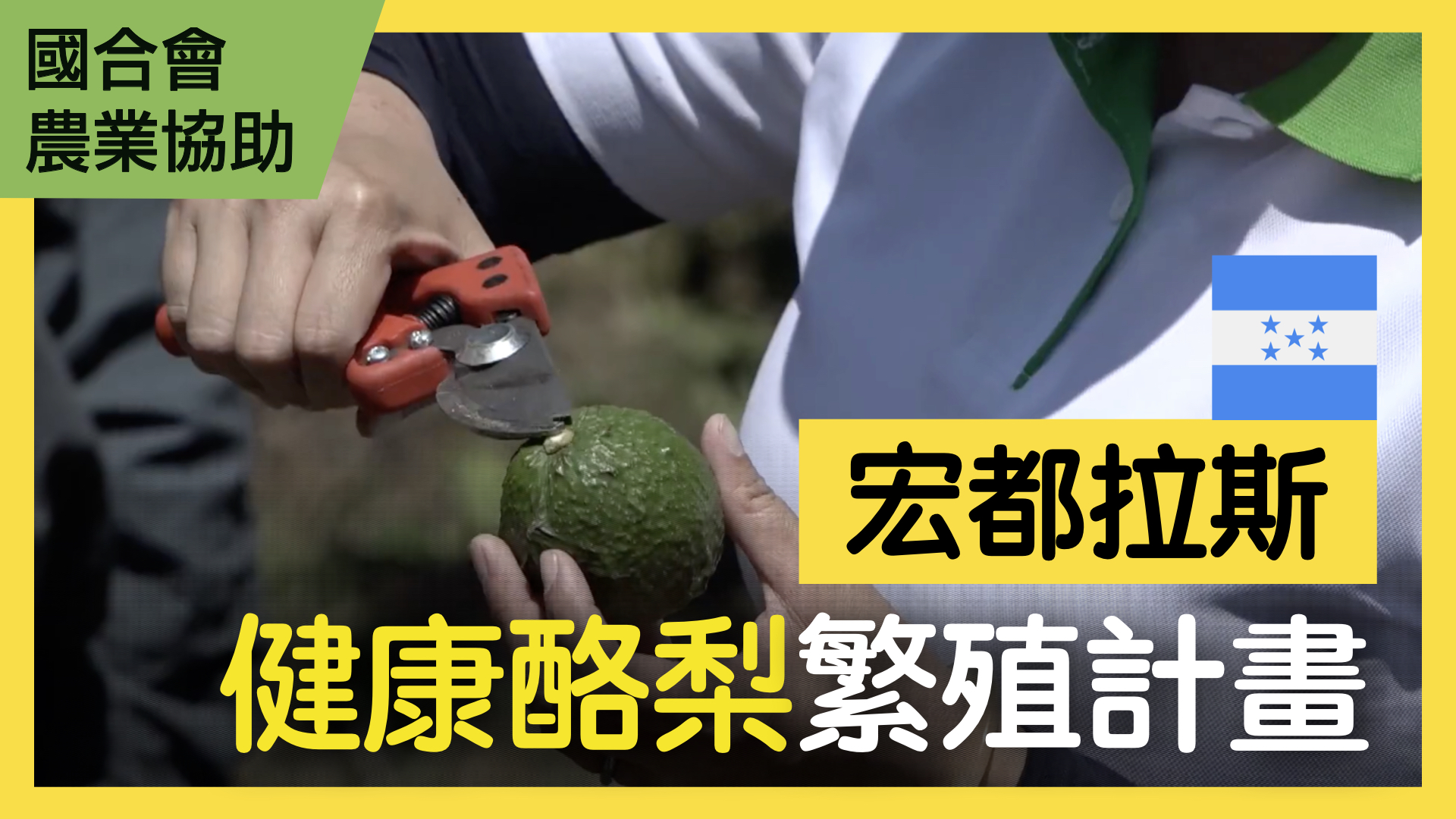 宏都拉斯酪梨健康種苗繁殖計畫