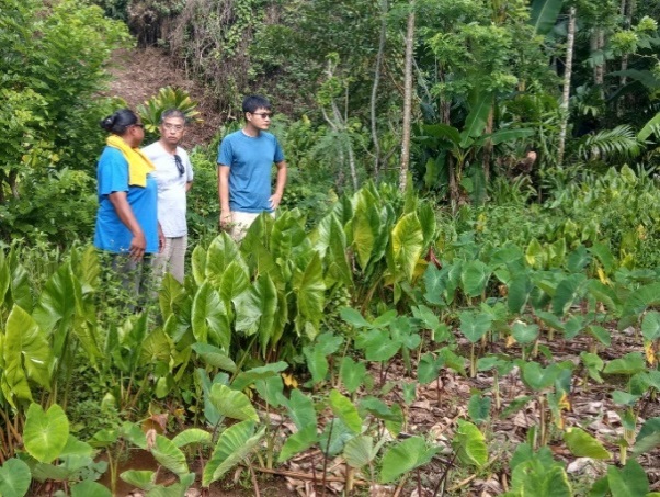 Taiwan Technical Mission in Palau assisted Palau’s women’s organizations in successfully applying for grants from the Global Environment Facility (GEF) Small Grants Programme to replant taro in their hamlets for sustainable livelihoods.