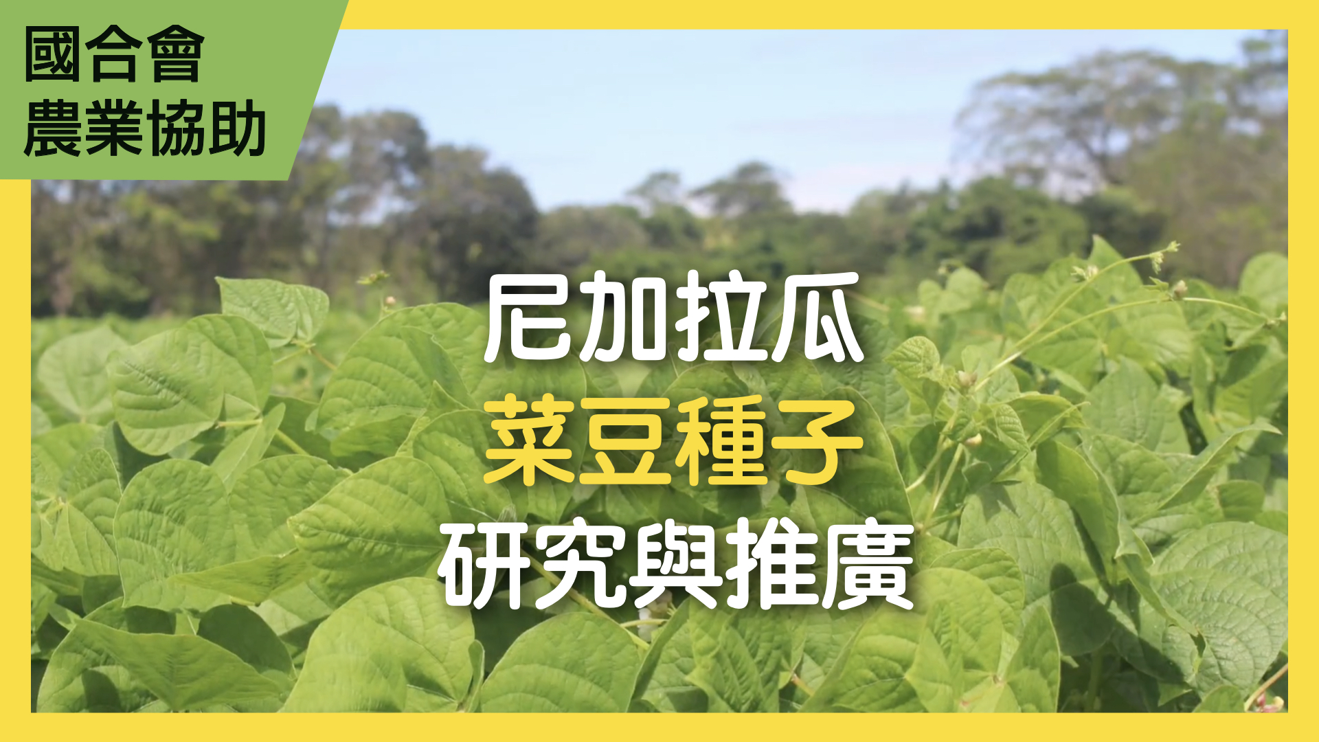 尼加拉瓜菜豆種子研究發展與生產推廣計畫