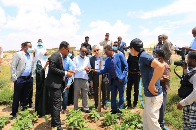 臺灣農技立足東非大地  駐索馬利蘭技術團開拓示範農場