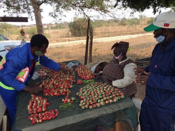 打造草莓經濟力，國合會助史瓦帝尼小農大熱銷