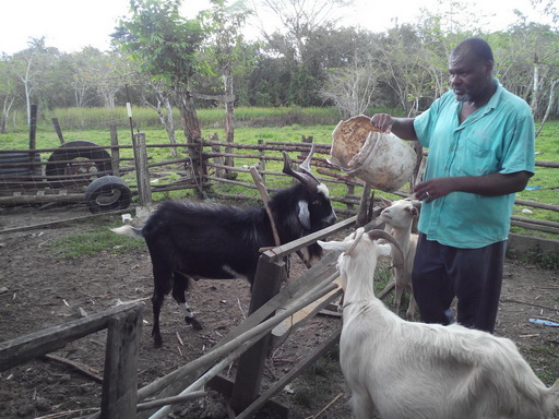 TaiwanICDF Assisting St. Vincent and the Grenadines in Enhancing Artificial Breeding Techniques in Sheep