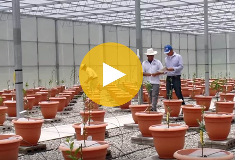 Saving the Citrus