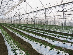 TaiwanICDF to Launch Health Management of Greenhouse Vegetables and Product Safety Inspection Project in the Dominican Republic