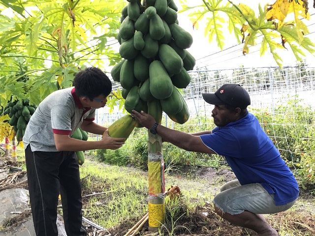 Locally produced fruit and vegetables in Tuvalu bring color to the coral reef islands