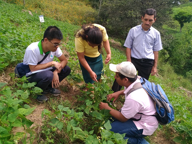 A new choice for healthy diets – TaiwanICDF helps Nicaragua to breed new variety of common bean