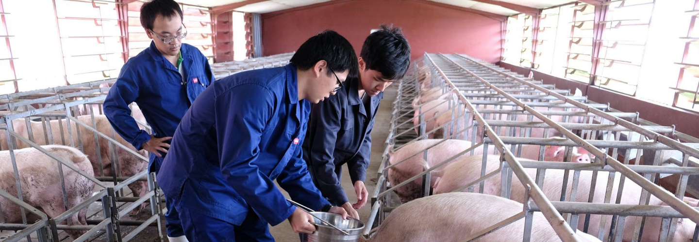 史瓦帝尼養豬產業提升計畫第二期