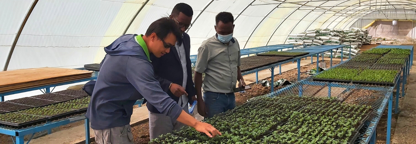 索馬利蘭蔬果增產及品質提升計畫