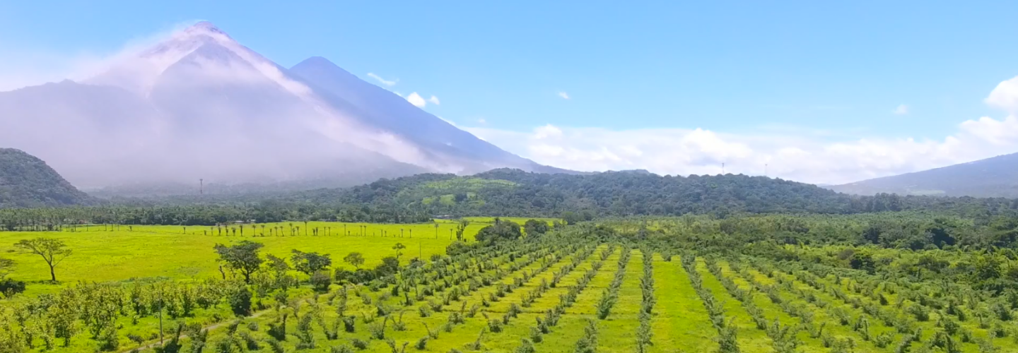 瓜地馬拉竹栽培及竹材利用發展計畫
