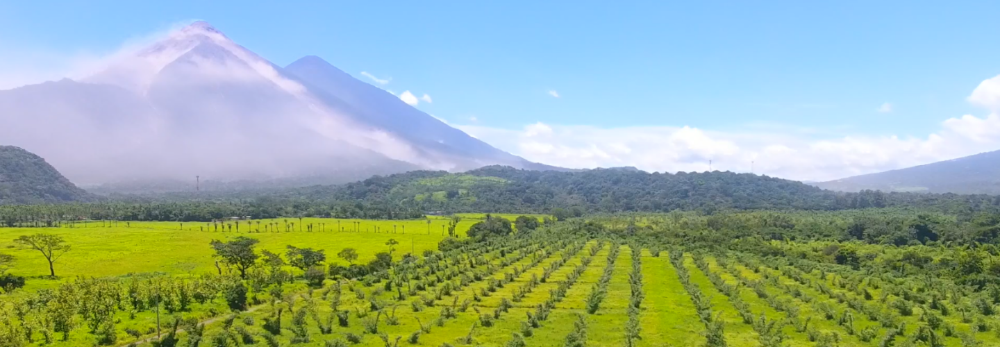 Bamboo Development Project (Guatemala)