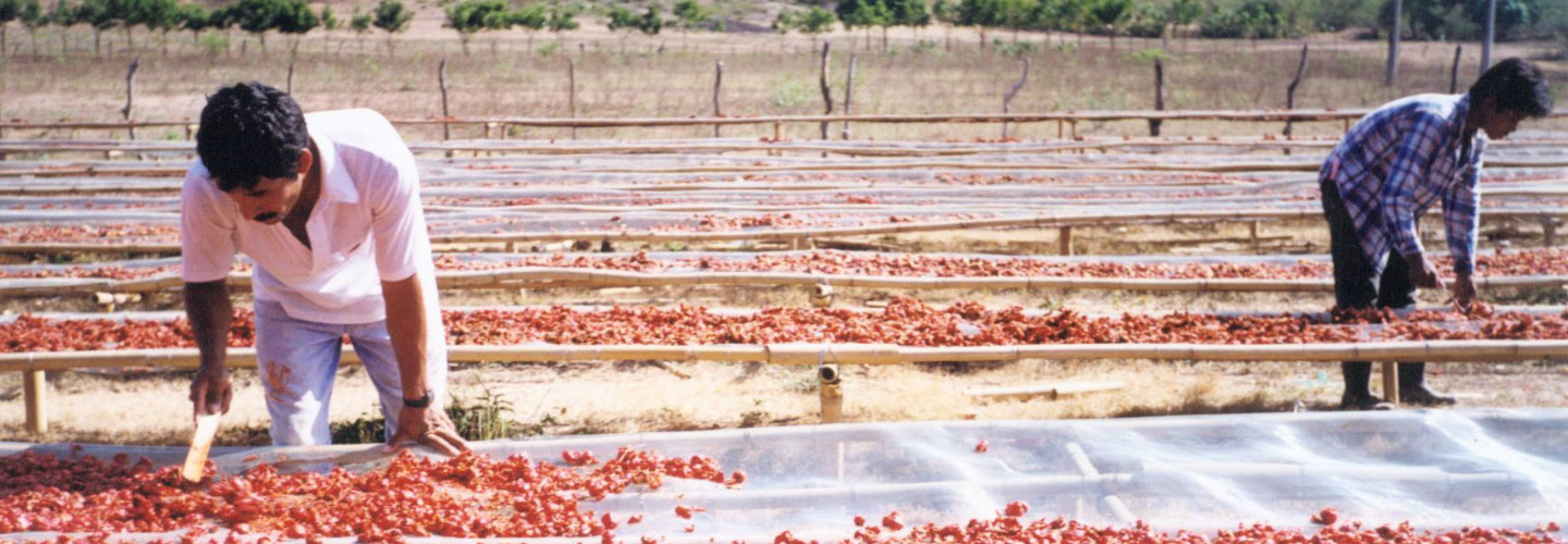 Food Processing Project (Guatemala)