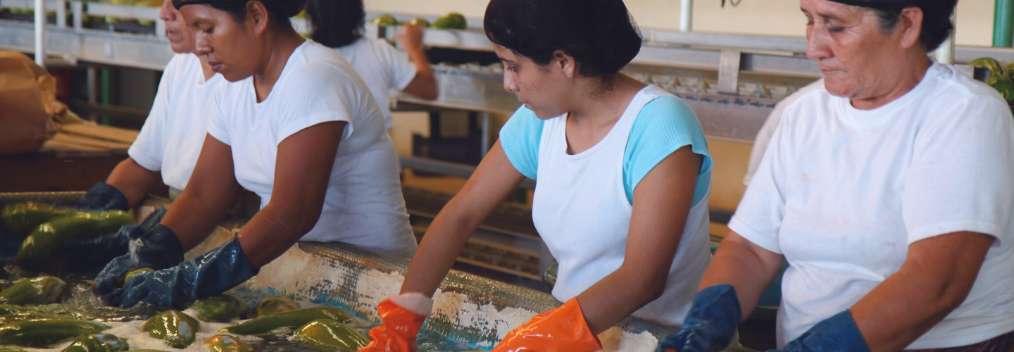 Papaya Export Project in Petén (Guatemala)