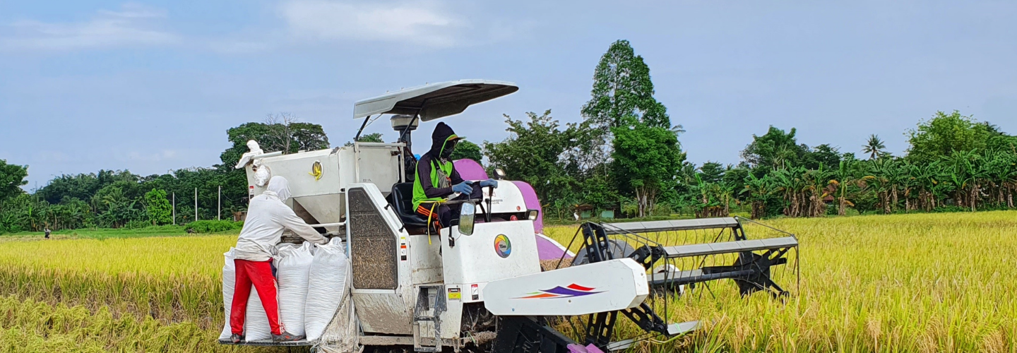 Expanding High-Quality Rice Seed Production in South Sulawesi