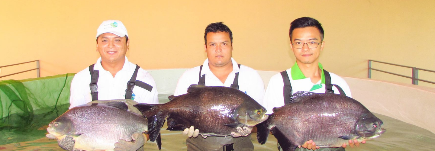 巴拉圭養魚計畫