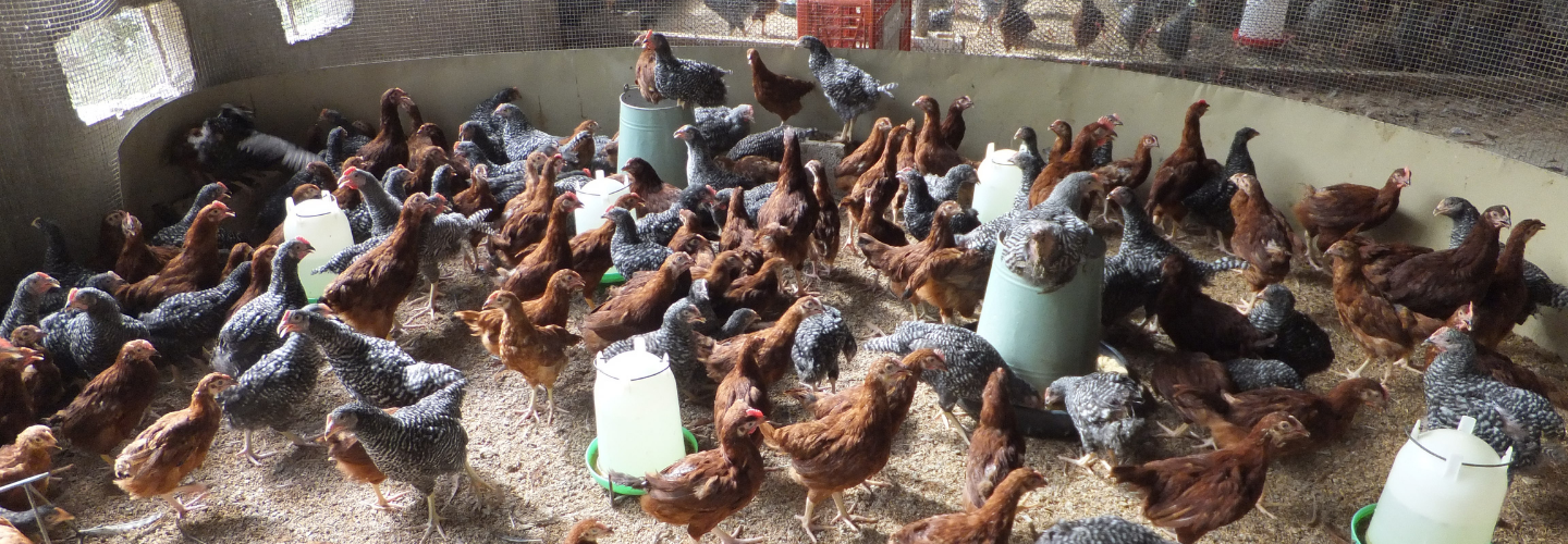 Poultry Development Project (Haiti)