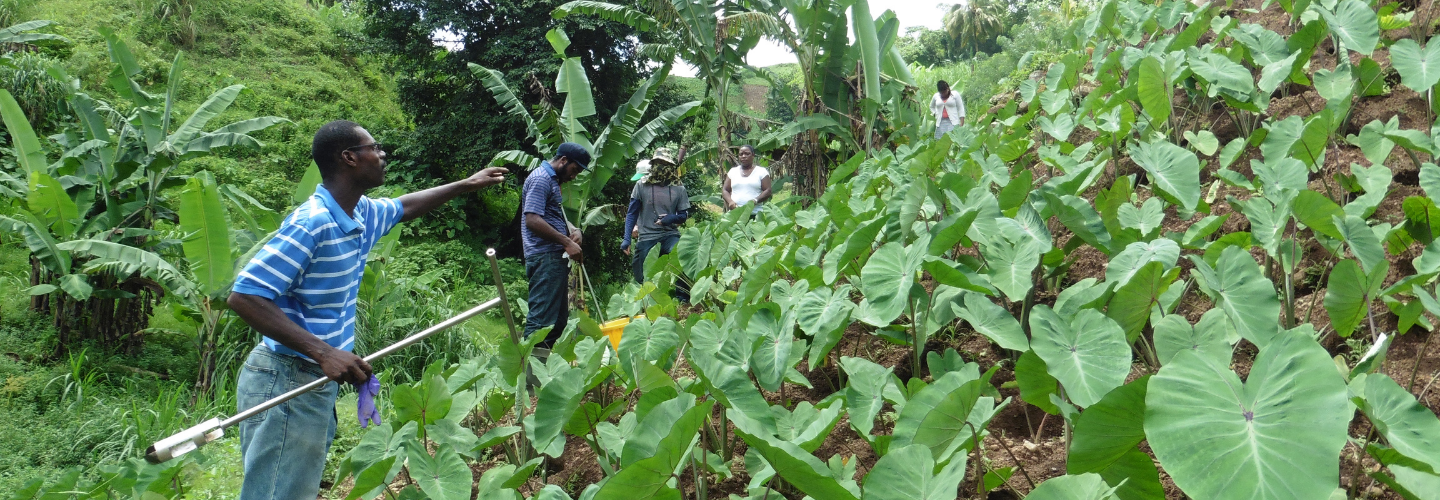 Agriculture and Horticulture Development Project (St. Vincent and the Grenadines)