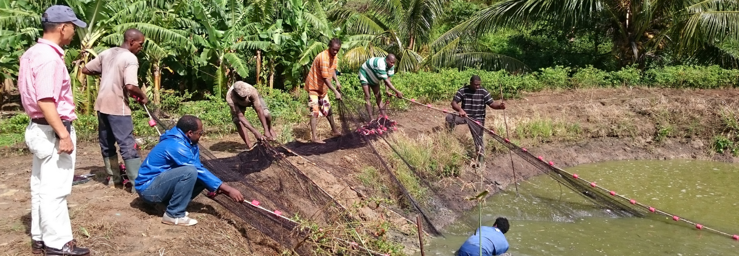 Aquaculture Project (St. Lucia)