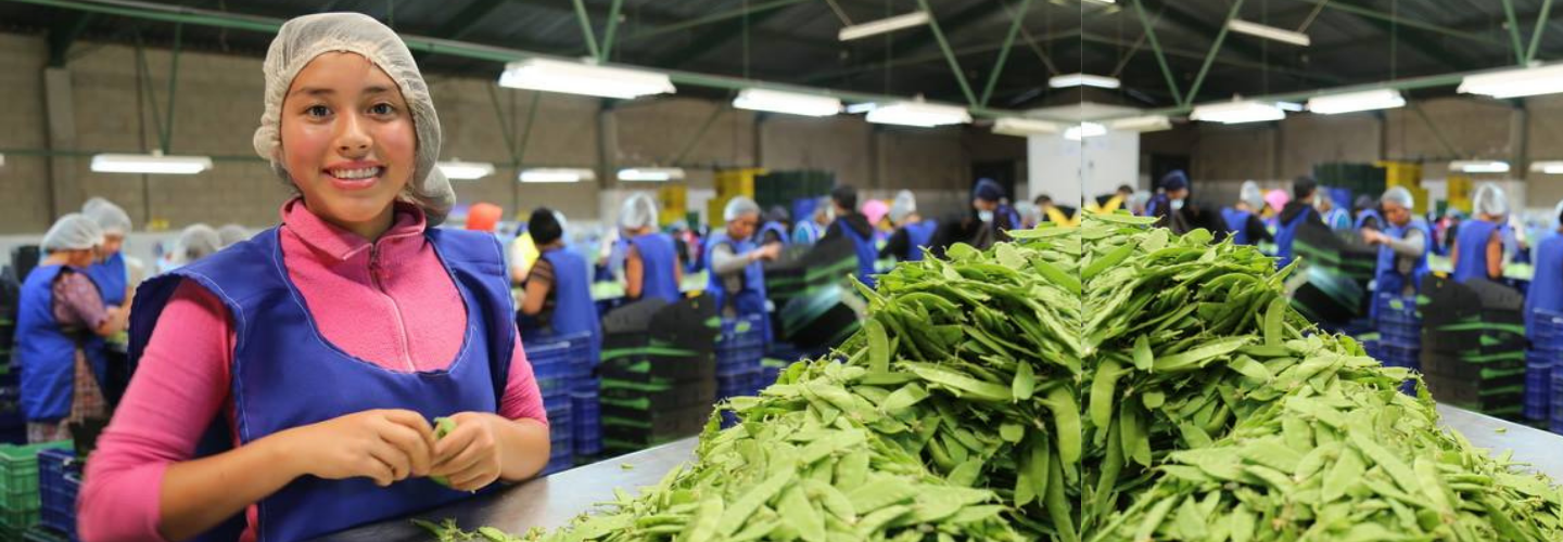 瓜地馬拉農企業行銷計畫