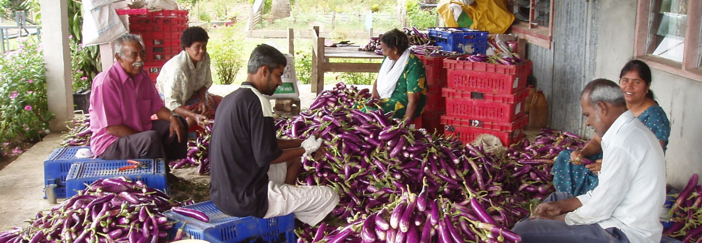 Tropical Vegetable and Fruit Cultivation and Extension Project (Fiji)