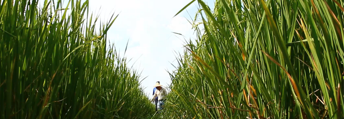 Rice Development Project in Artibonite Valley (Haiti)