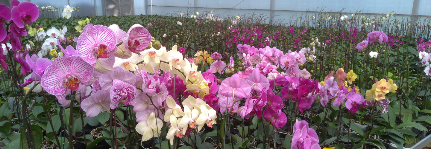 Project to Strengthen Capacity for Commercial Production of Orchids