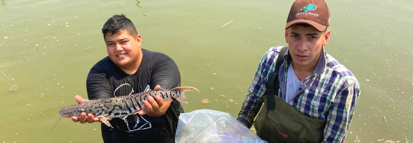 Surubi Fingerling Breeding and Cultivation Project (Paraguay)