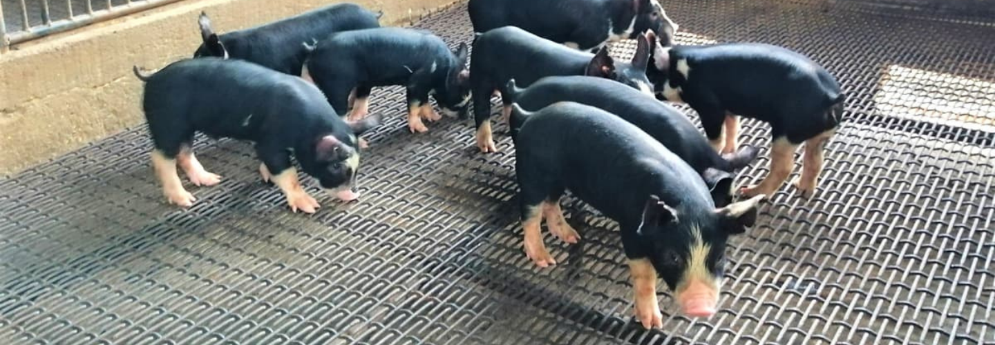 Honduras Pig Breeding and Reproduction Project