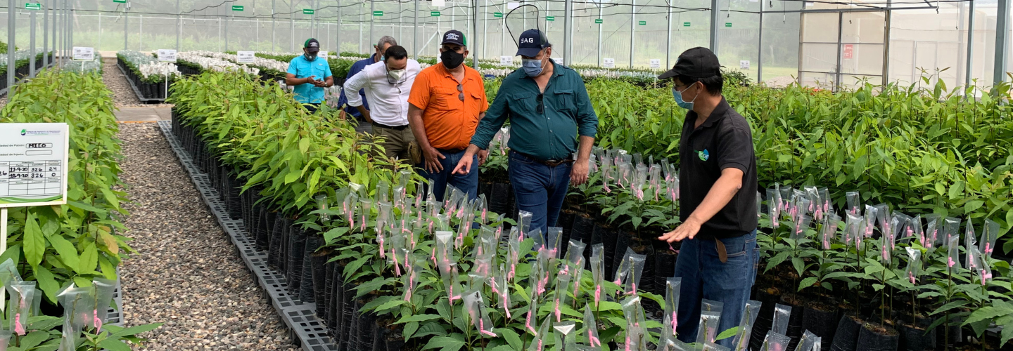 Honduras Expanding Avocado Seedling Production Project
