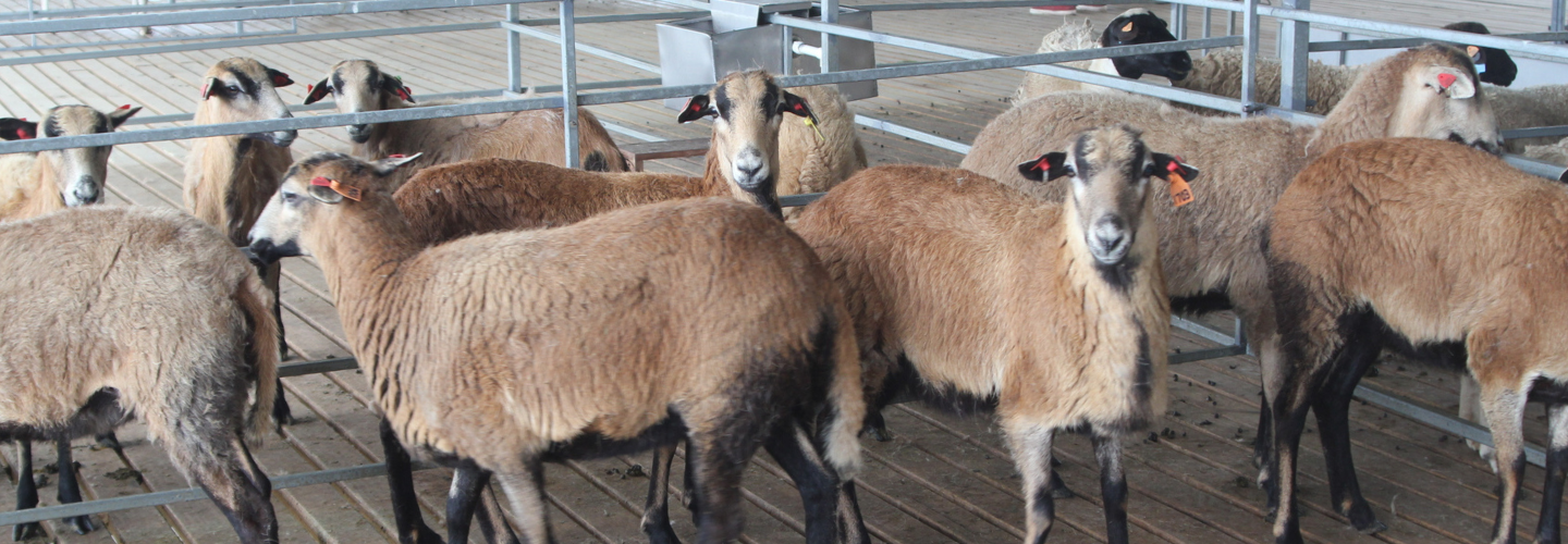 貝里斯種羊生產暨輔導體系強化計畫