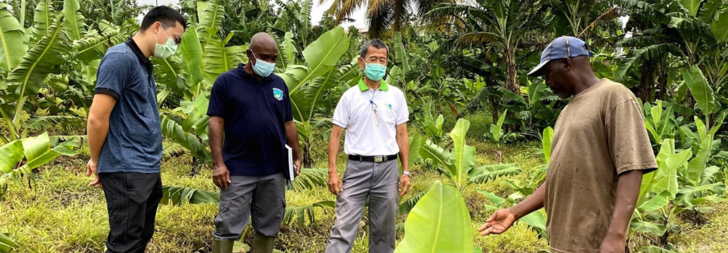 Banana Revitalization Project in St. Vincent and the Grenadines