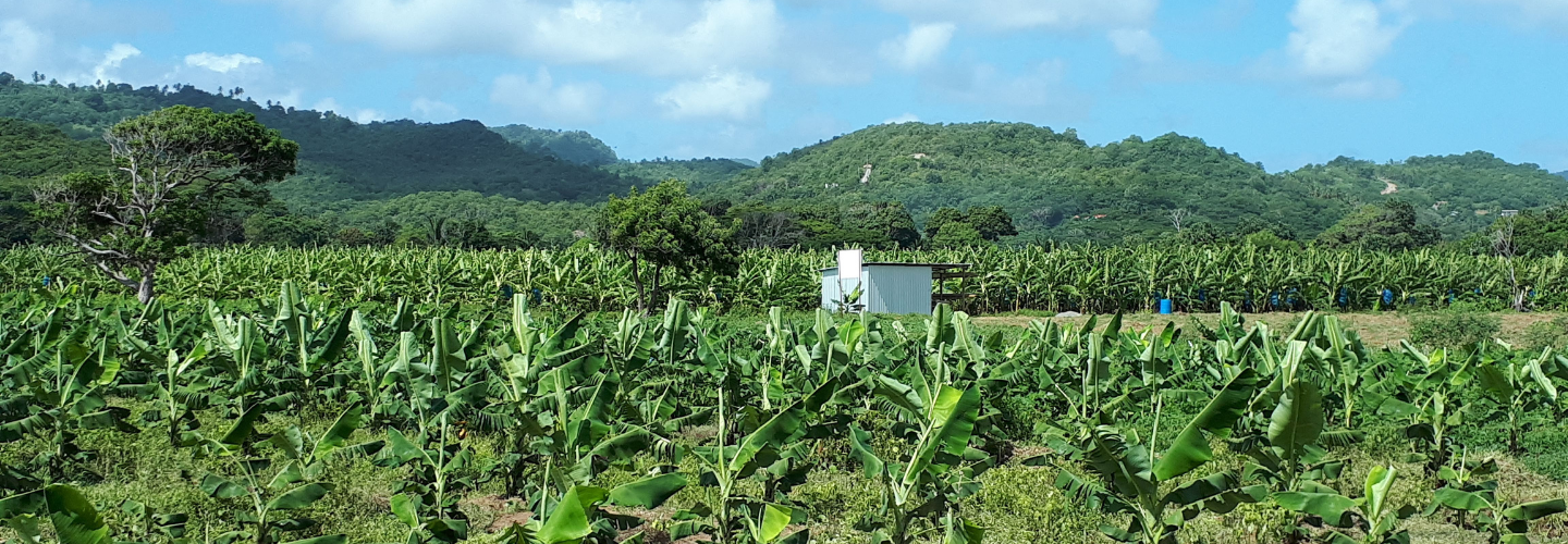 聖露西亞香蕉產量提升計畫