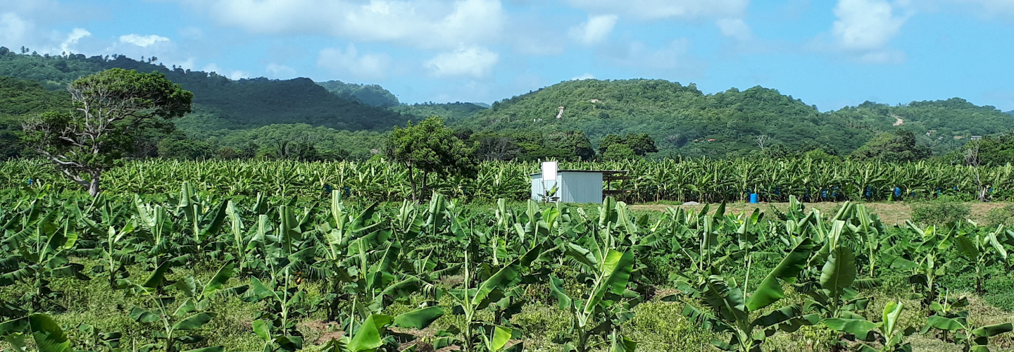 Banana Productivity Improvement Project in St. Lucia