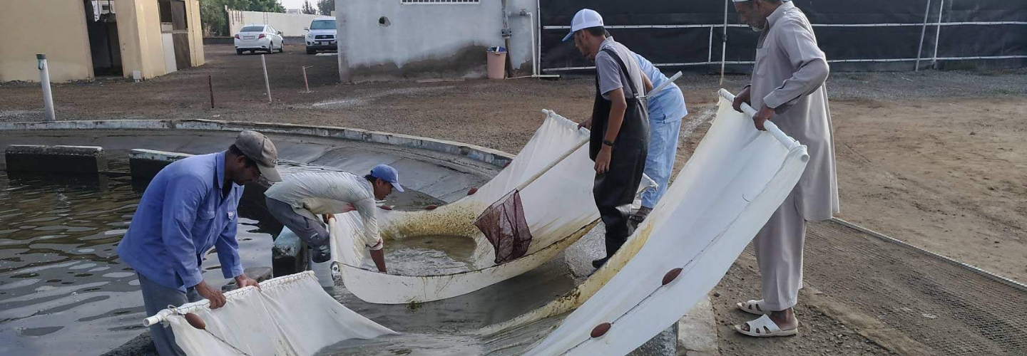 沙烏地阿拉伯海水魚研究顧問派遣計畫