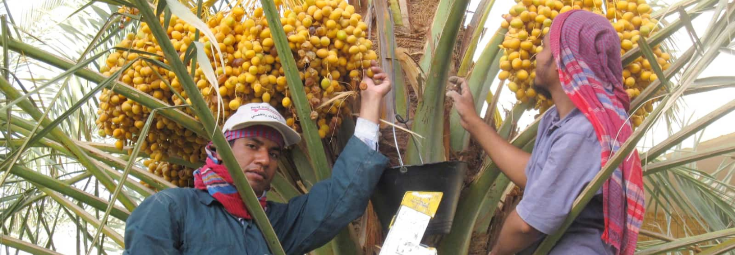 沙烏地阿拉伯棕棗栽培與組織培養顧問派遣計畫