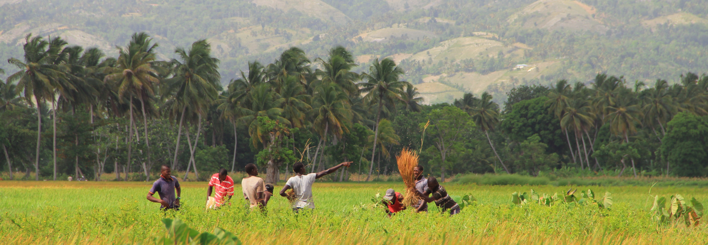 海地全國稻種生產強化計畫-南部省子計畫