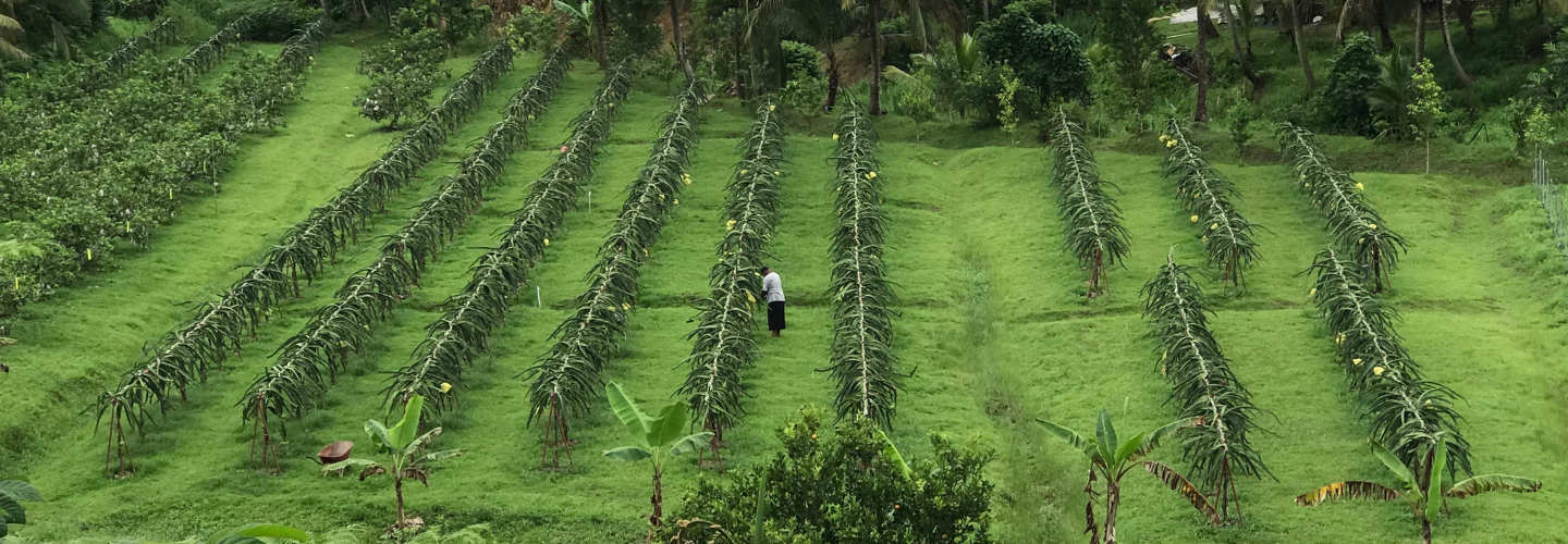 Guava and Dragon Fruit Production, Marketing Extension, and Capacity Building Project (Fiji)