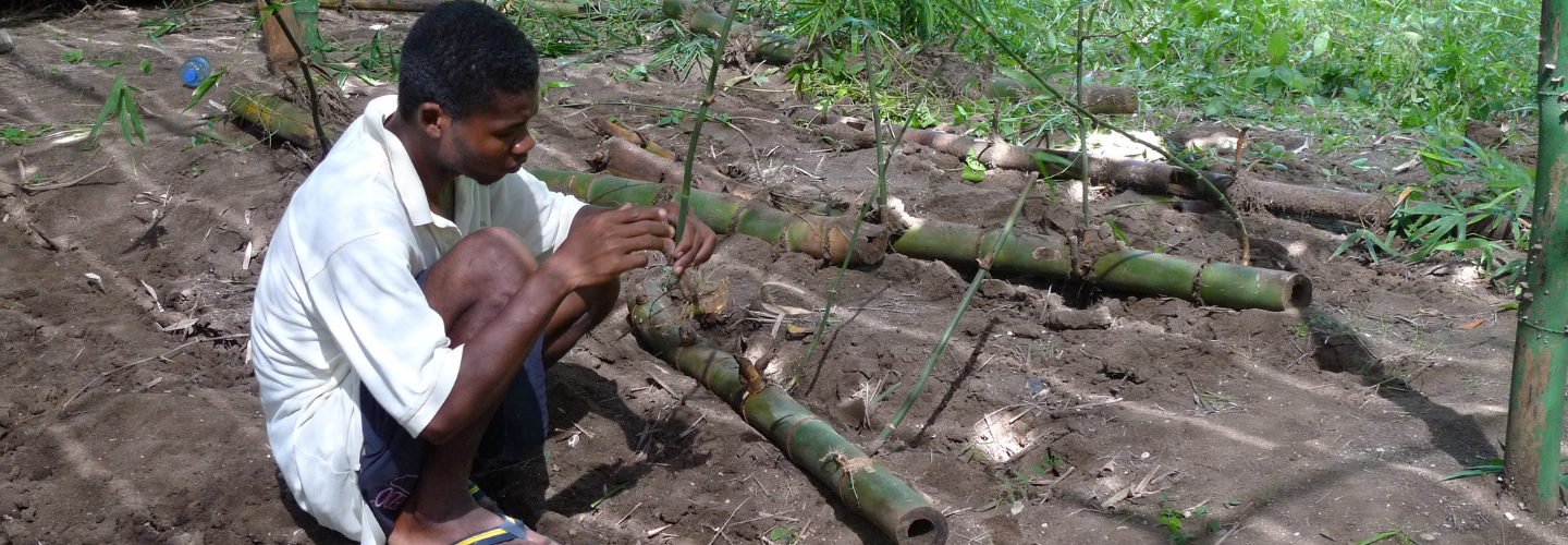 海地竹材綜合利用發展計畫