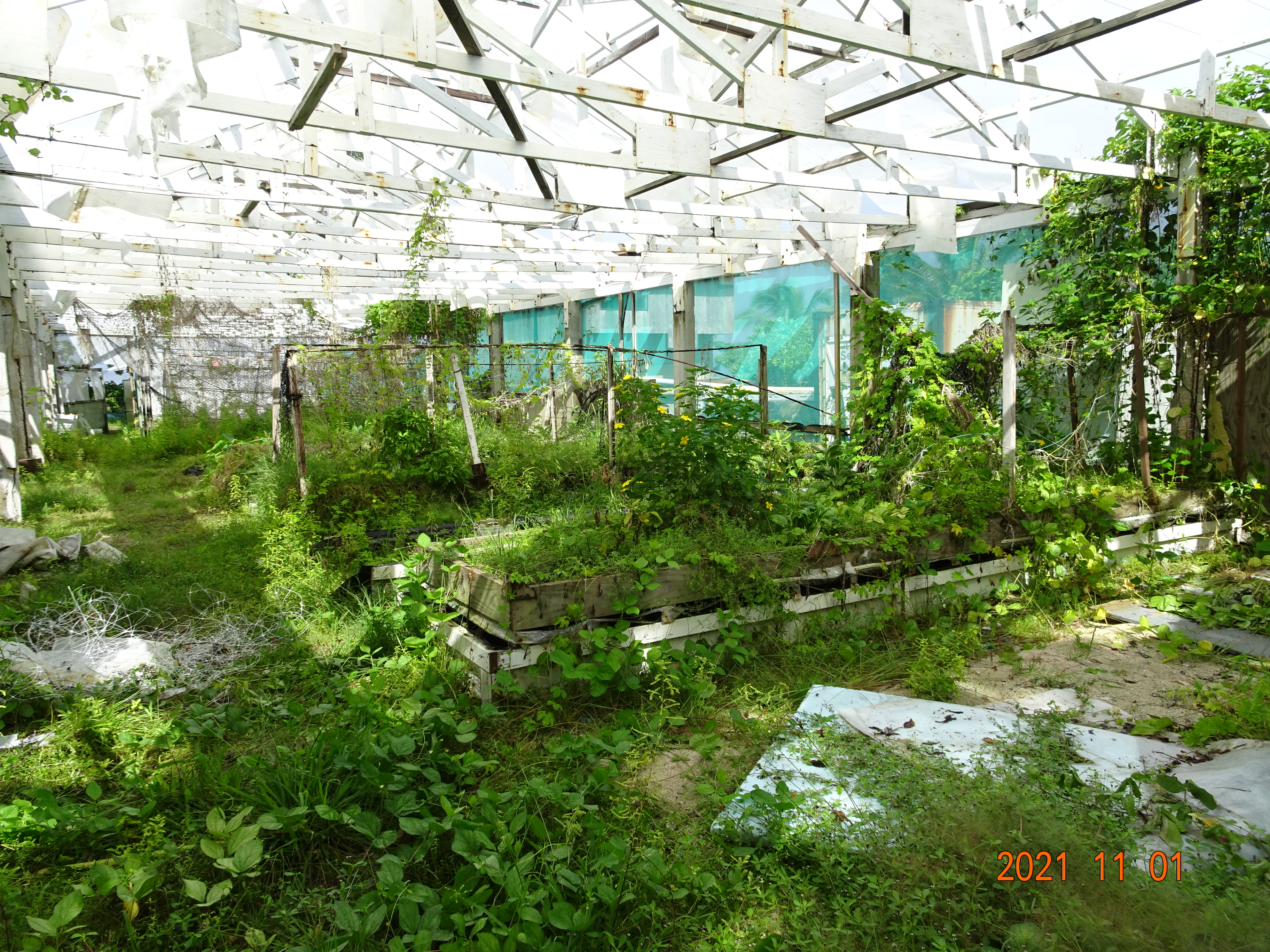 臺灣技術團協助馬紹爾建置外島農場，提升在地多元蔬果供應
