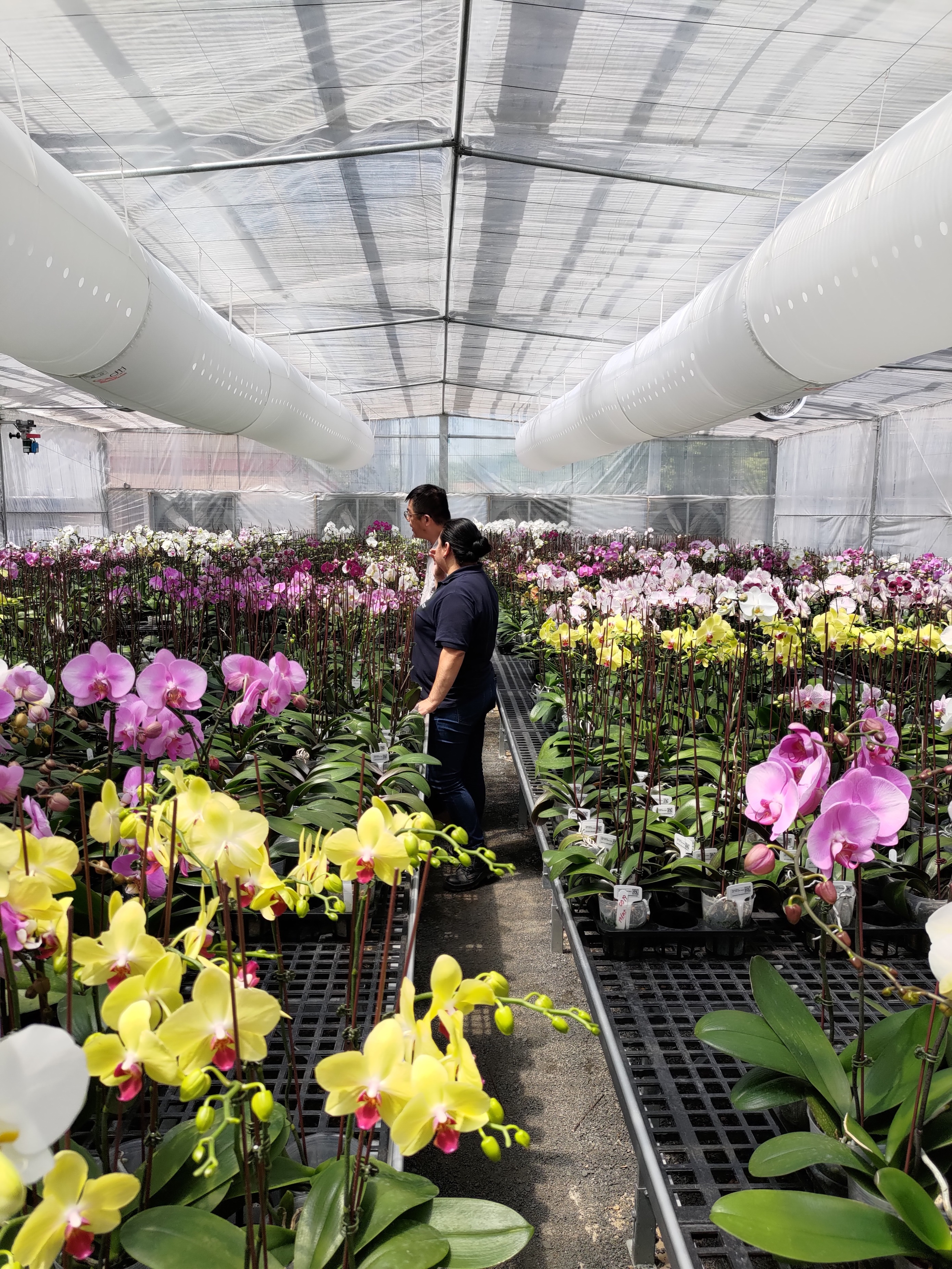 Project to Strengthen Capacity for Commercial Production and Operation of Orchids