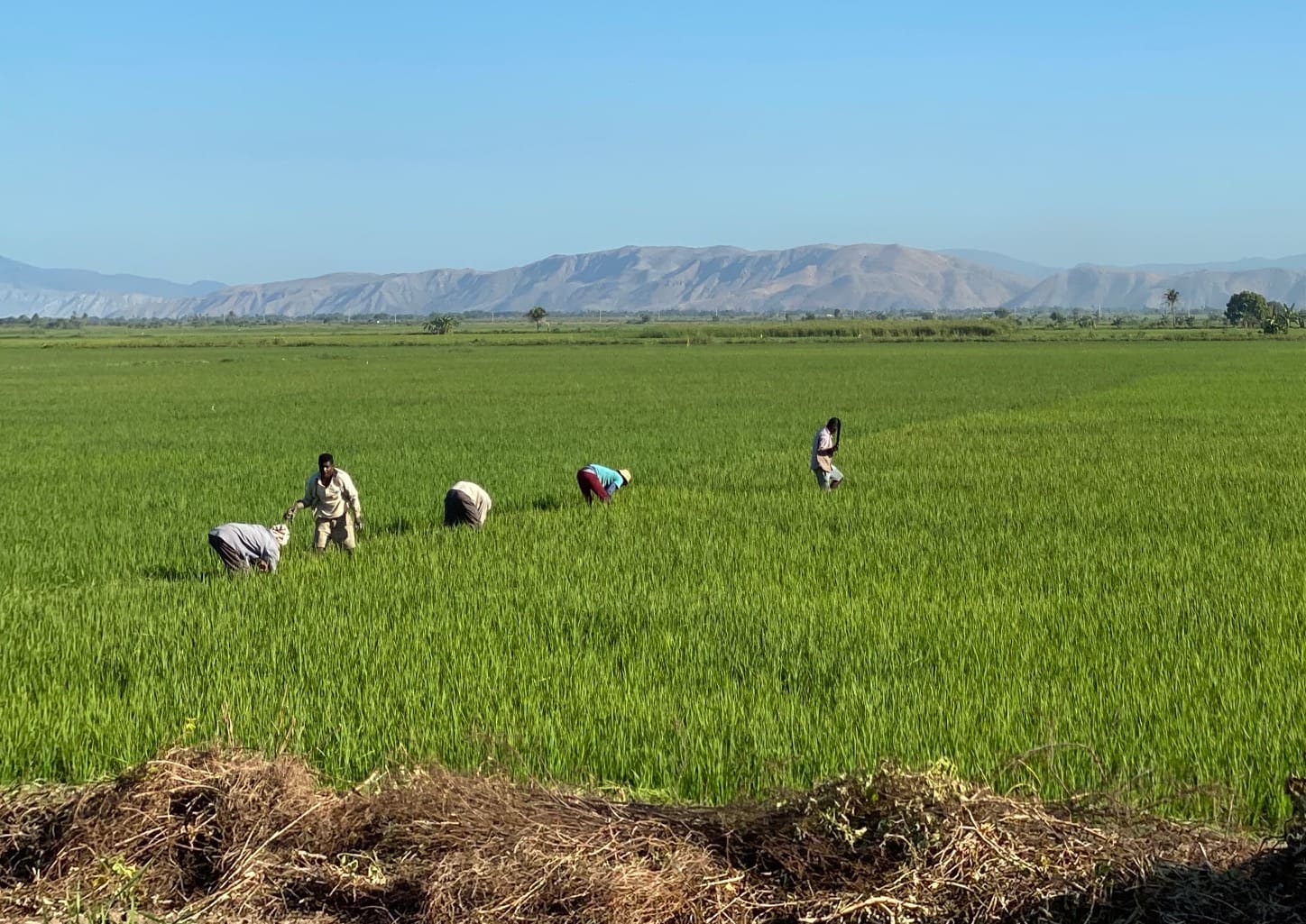 Rice Production Enhancement Project in Artibonite Valley, Haiti