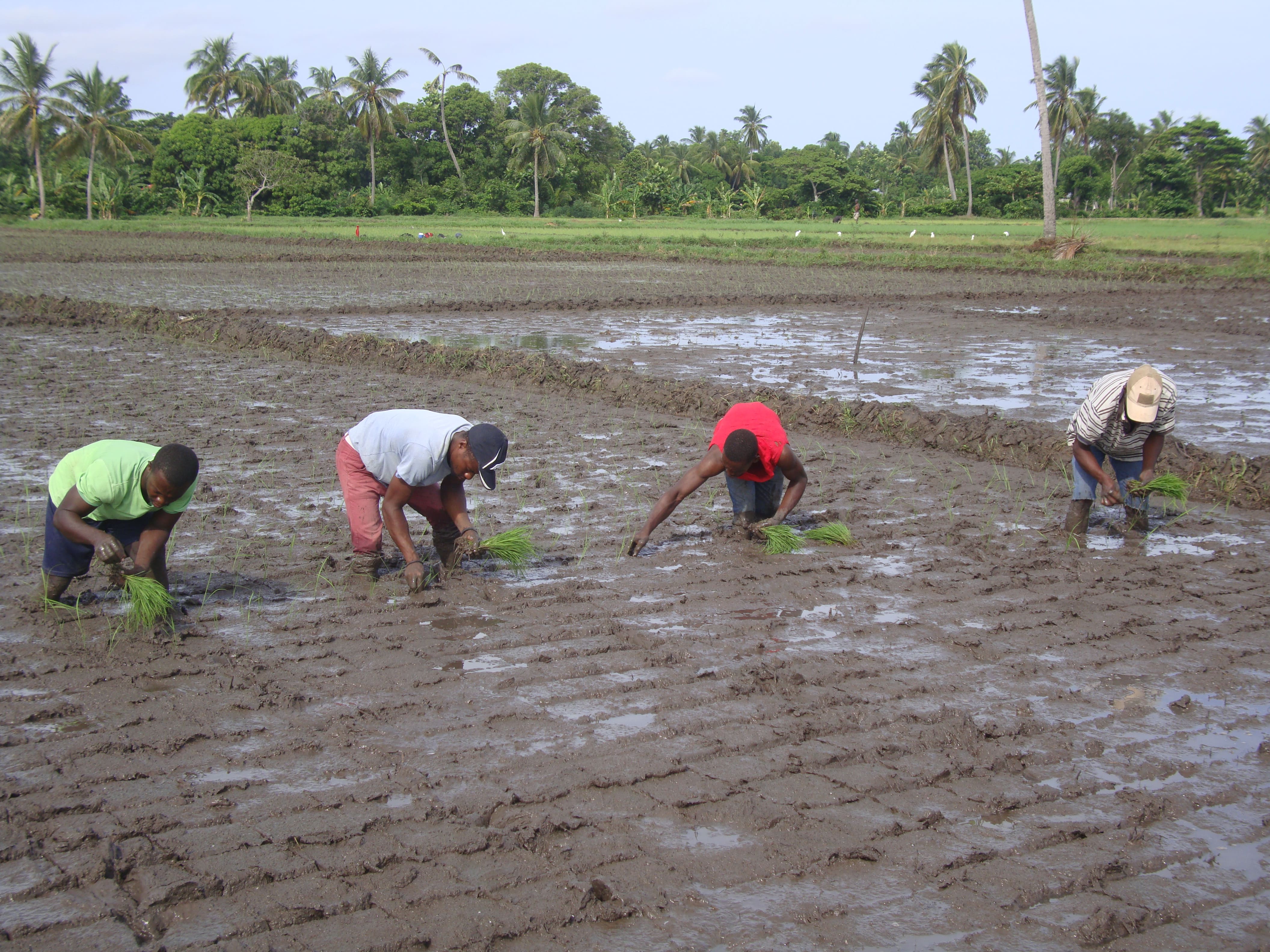 Rice Production Enhancement Project in South, Haiti