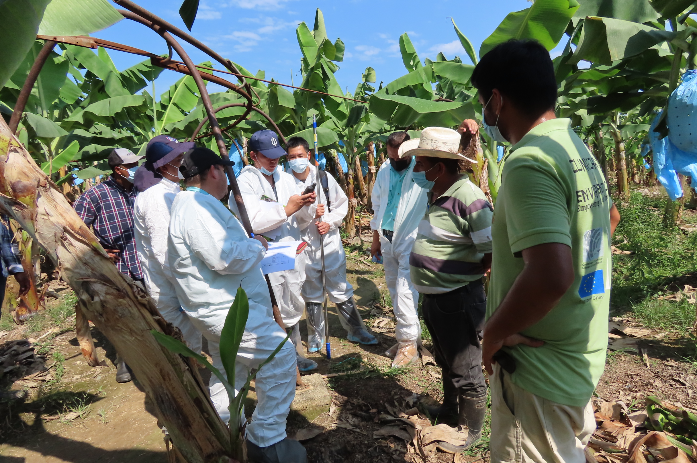 Regional project for the Prevention and Control of Fusarium TR4 of Banana in Central America